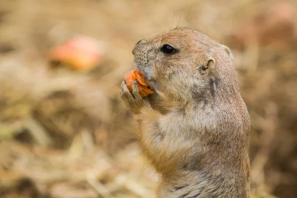 a closeup shot of a cute squirrel