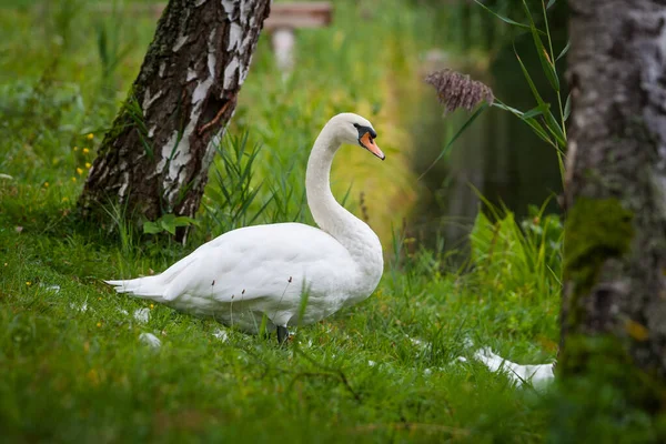 Белый Лебедь Зеленой Траве — стоковое фото