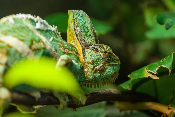 bir dalda yeşil iguana