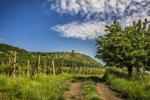 Weinberg Den Bergen — Stockfoto