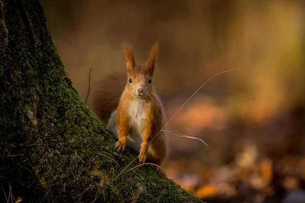 Red Squirrel Forest — Stock Photo, Image