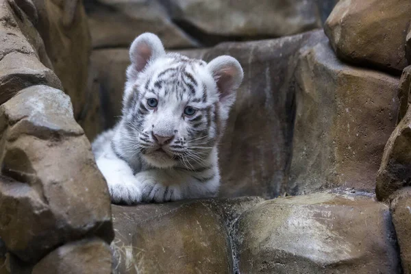 Tigre Bianca Allo Zoo Foto Stock
