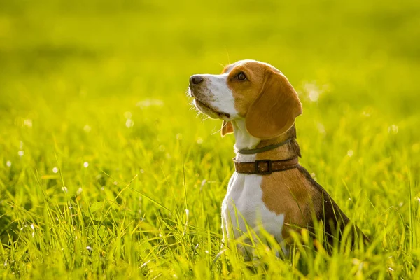 Cane Beagle Nel Prato Foto Stock Royalty Free