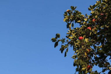 Bir ağacın dallarında elmalar. Elma bahçesi. Elma topla.