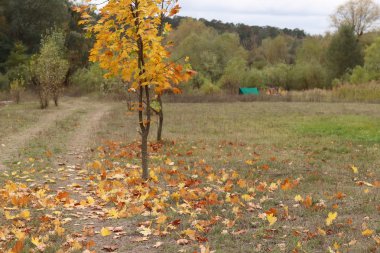 Bulutlu sonbahar ormanı manzarası ve uzaktaki yeşil çadır. F