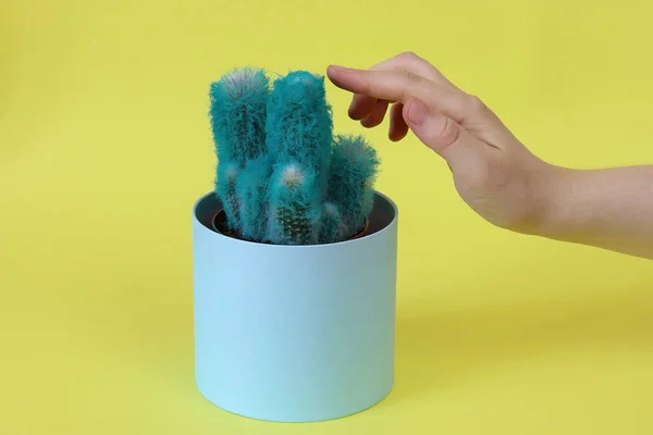 Blue, fluffy cactus in a round gift box on a yellow background. Defocused female hand. Copy space - concept of environmental packaging for the holidays, birthday, wedding