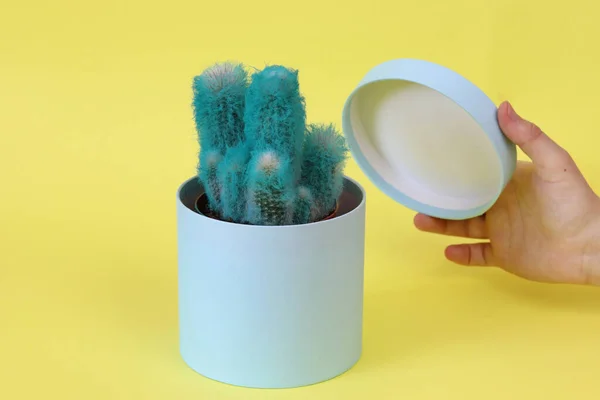 Blue, fluffy cactus in a round gift box on a yellow background. Defocused female hand. Copy space - concept of environmental packaging for the holidays, birthday, wedding.