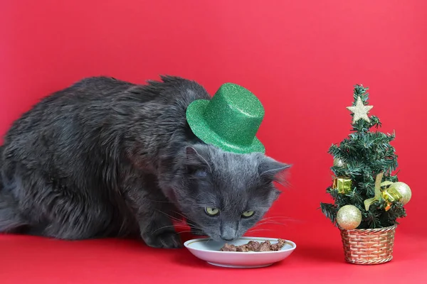 Šedá chlupatá kočka Nebelung v zeleném lesklém klobouku a talíři s jídlem. Rozostřený malý vánoční stromek na červeném pozadí. Krásná karta. Kopírovat prostor - koncept domácího mazlíčka, Nový rok 2021, dovolená, dárek — Stock fotografie
