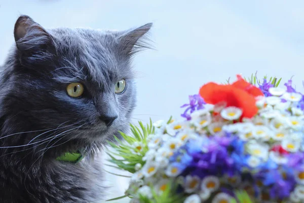 Gri Tüylü Uzun Saçlı Kedi Nebelung Çok Renkli Bir Çiçek — Stok fotoğraf
