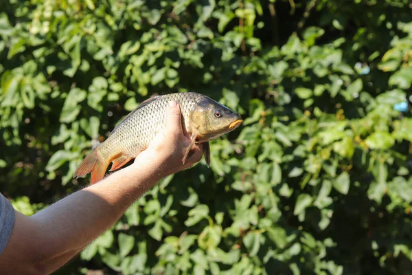 Wild common carp Stock Photos, Royalty Free Wild common carp Images ...
