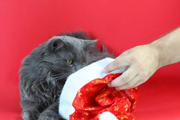 Γκρι Χνουδωτή Γάτα Nebelung Συγκεντρωμένο Καπέλο Χριστουγέννων Στο Χέρι Ένα — Φωτογραφία Αρχείου