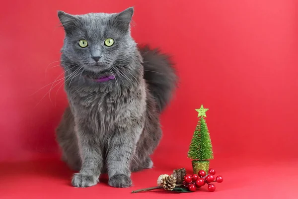 Šedá Chlupatá Kočka Nebelung Rozostřený Malý Vánoční Stromek Větev Kužely — Stock fotografie