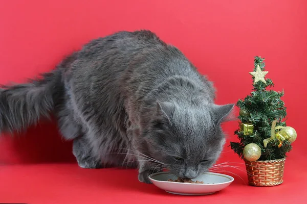 Rozostřená šedá načechraná kočka Nebelung, malý vánoční stromek a talíř s jídlem na červeném pozadí. Krásná karta. Kopírovat prostor - koncept domácího mazlíčka, Nový rok 2021, dovolená, dárek — Stock fotografie