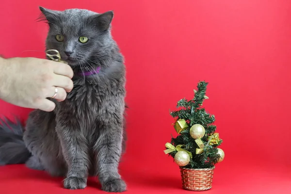 Rozostřená šedá chlupatá kočka Nebelung, malý vánoční stromek a ruka s jídlem na červeném pozadí. Krásná karta. Kopírovat prostor - koncept domácího mazlíčka, Nový rok 2021, dovolená, dárek — Stock fotografie