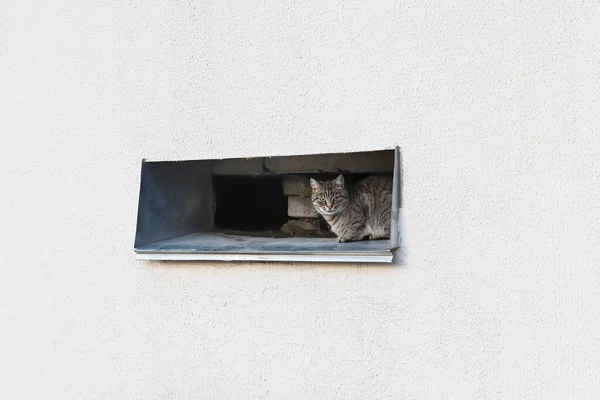 Gato en la calle de la ciudad en primavera. Copiar el espacio - concepto de animales sin hogar, clima, naturaleza, edificio, miedo — Foto de Stock