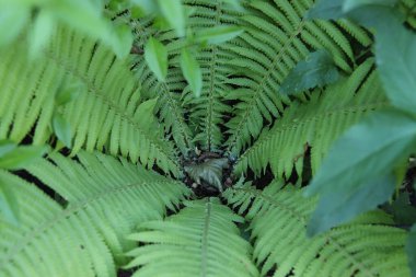 Yeşil eğrelti otu güneş ışığında yaprakları. Kopyalama alanı - yaz, çiçek, bitki, bahçe, doku, doğal çiçek arkaplanı kavramı