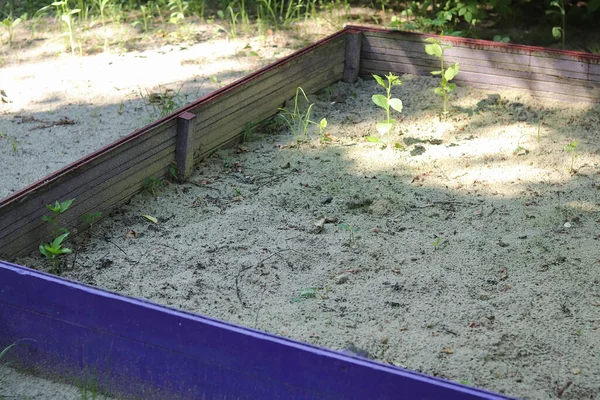 Uma velha e abandonada caixa de areia com plantas num parque infantil no pátio. Espaço de cópia - férias de conceito, cidade, passeio — Fotografia de Stock
