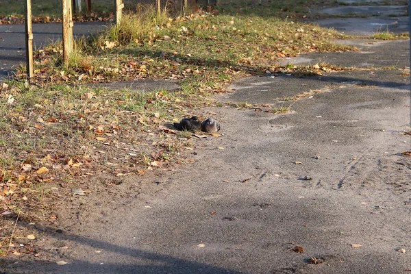 Een paar duiven koesteren zich in de zon op een koude dag. Kopieer ruimte - herfst concept, romantiek, liefde — Stockfoto