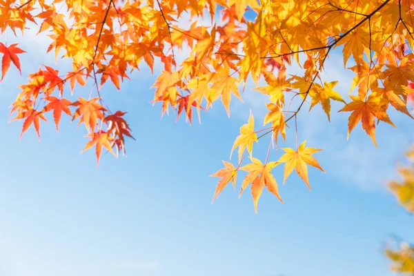 Colorful orange fall maple leaves against blue sky