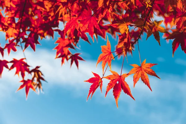 Colorful orange fall maple leaves against blue sky