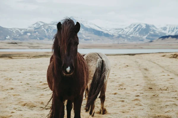 Chevaux Islandais Dans Champ — Photo