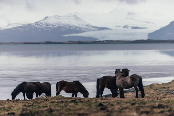 Ісландський Коней Природі — стокове фото