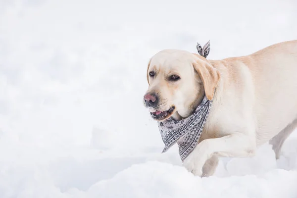 Hermoso Perro Jugando Nieve —  Fotos de Stock