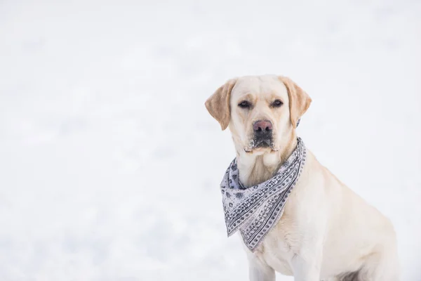 Hermoso Perro Jugando Nieve —  Fotos de Stock
