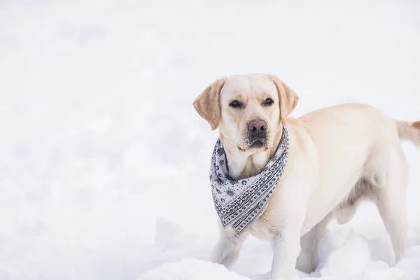 Hermoso Perro Jugando Nieve —  Fotos de Stock