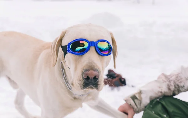 Propietario Perro Jugando Nieve Joven Adulto Divirtiéndose Con Leal Labrador —  Fotos de Stock