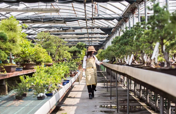 Ona Çiçek Bitki Dükkanı Bir Serada Çalışan Asyalı Kadın Bitkilerde — Stok fotoğraf