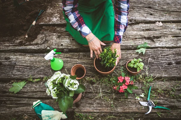 Donna Che Lavora Nel Suo Giardino Trapiantando Una Pianta Vaso — Foto Stock