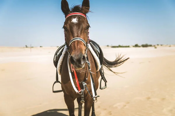 Dubai Çölde Arap Atı — Stok fotoğraf