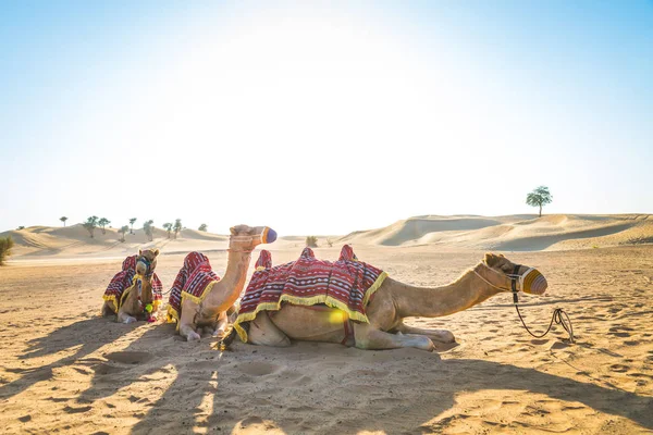 Kameler Öknen Sitter Sanden — Stockfoto