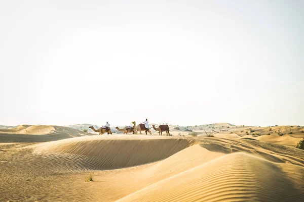 Όμορφος Άντρας Μέσης Ανατολής Kandura Και Gatra Ιππασία Ένα Καμήλα — Φωτογραφία Αρχείου
