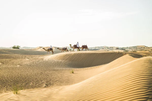 英俊的中东男人与坎杜拉和加特拉骑在骆驼在沙漠中 — 图库照片