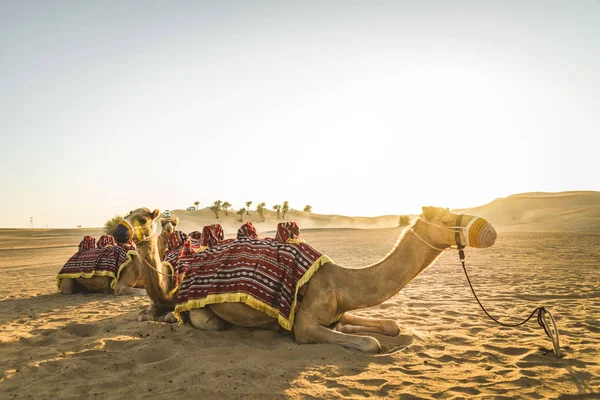 Camelos Deserto Sentados Areia — Fotografia de Stock