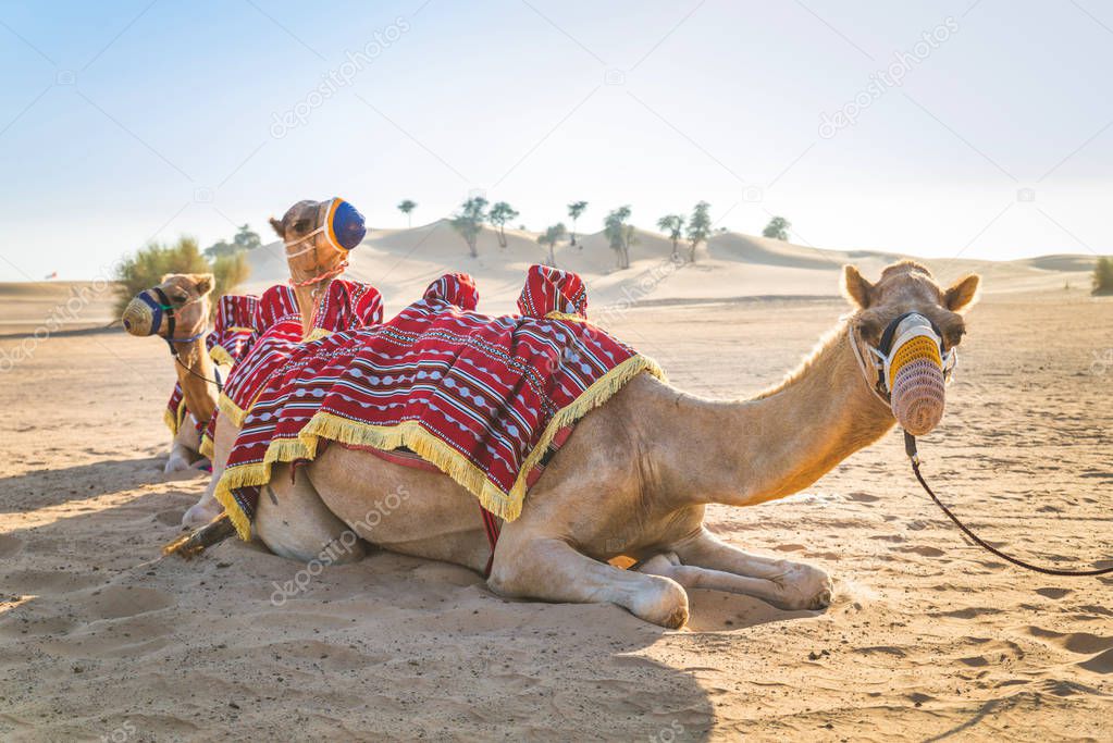Camels in the desert sitting on the sand