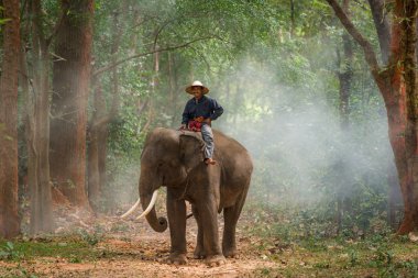 Tayland 'da gündoğumu fil