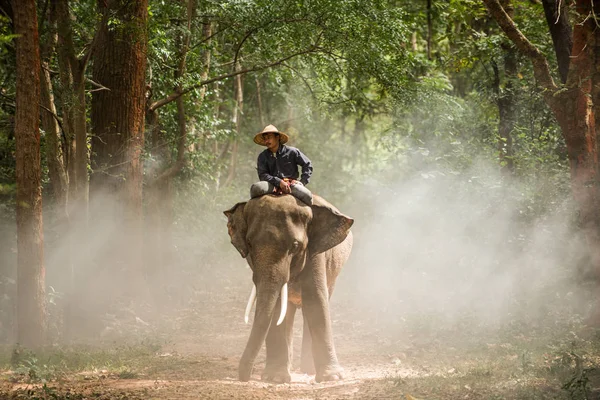 Слон на рассвете в Таиланде — стоковое фото