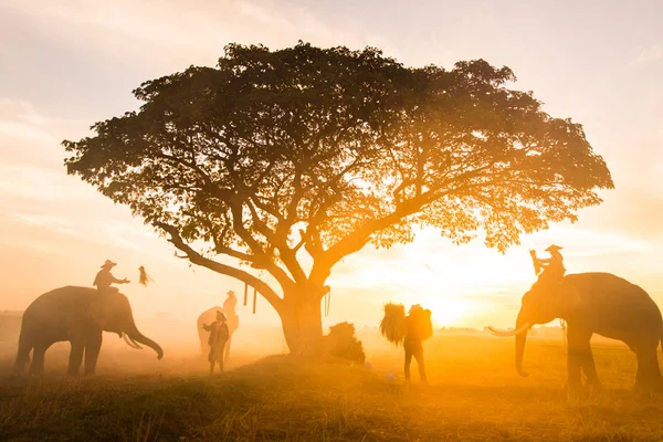 Eléphants au lever du soleil en Thaïlande — Photo