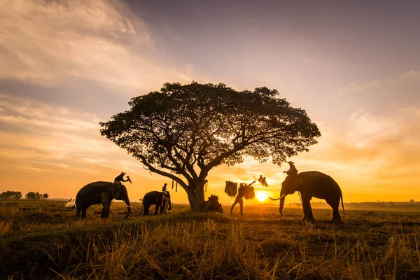 Eléphants au lever du soleil en Thaïlande — Photo