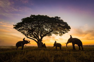 Tayland 'da güneşin doğuşunda filler