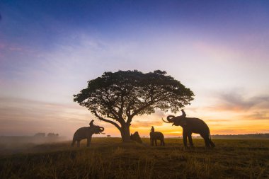 Tayland 'da güneşin doğuşunda filler