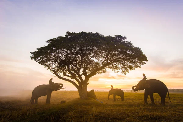 Eléphants au lever du soleil en Thaïlande — Photo