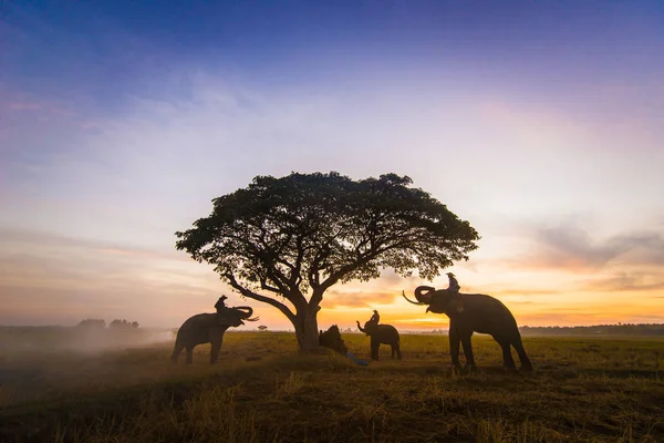 Eléphants au lever du soleil en Thaïlande — Photo