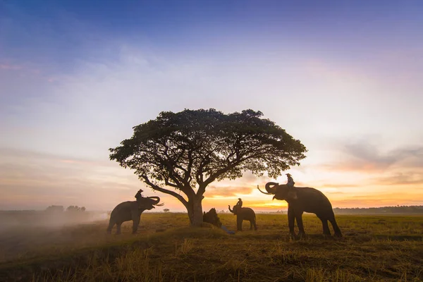 Eléphants au lever du soleil en Thaïlande — Photo