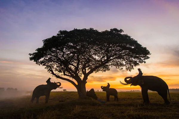 Eléphants au lever du soleil en Thaïlande — Photo