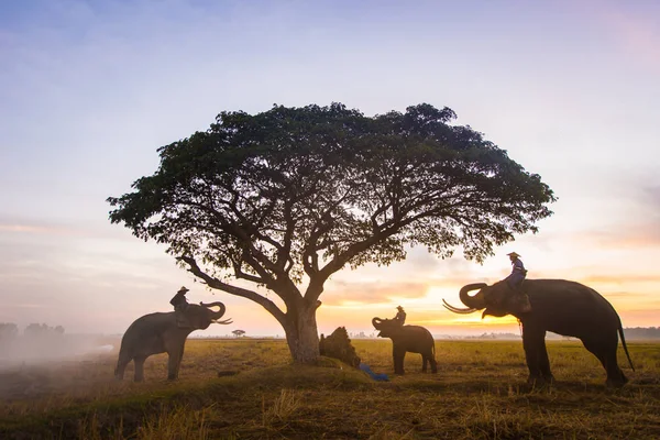 Eléphants au lever du soleil en Thaïlande — Photo