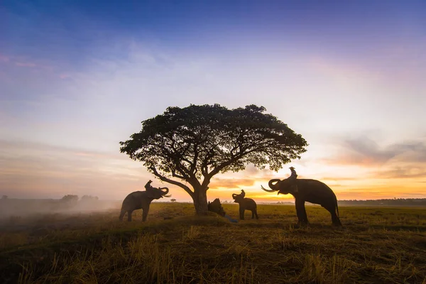 Słonie na wschodzie słońca w Tajlandii — Zdjęcie stockowe